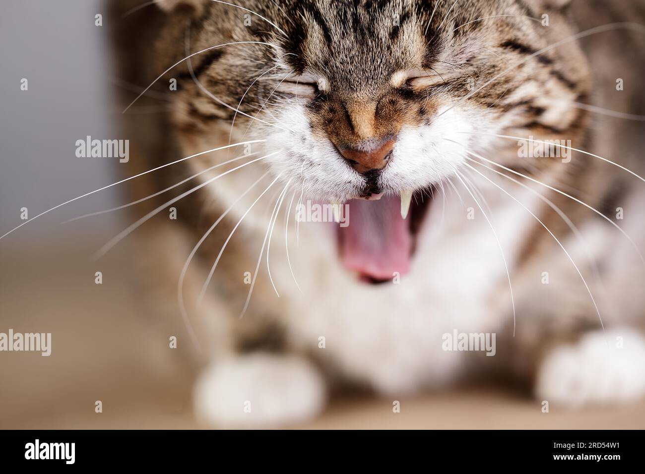 Studio Portrait of a Tricolour Domestic Cat Stock Photo - Alamy