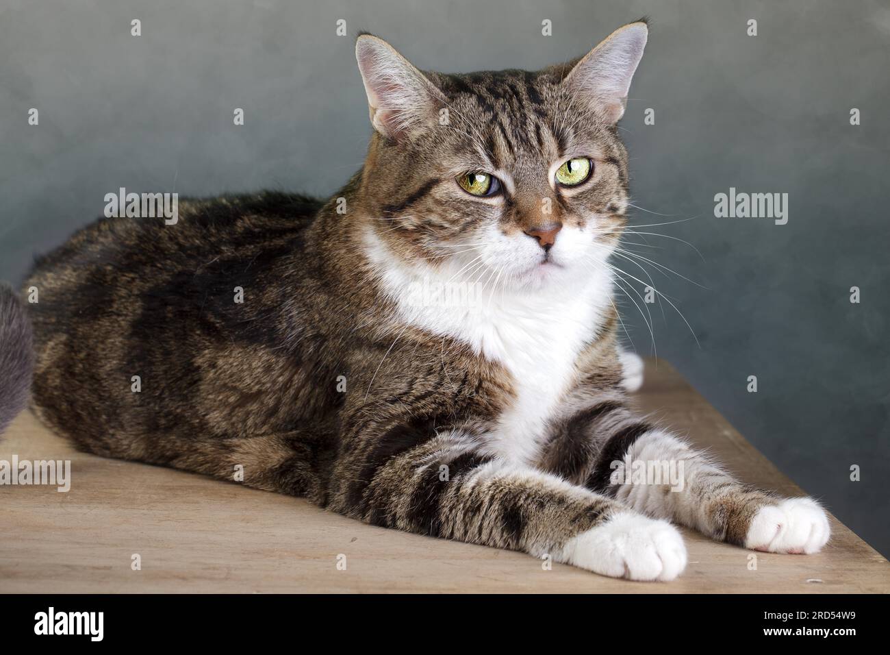 Studio Portrait of a Tricolour Domestic Cat Stock Photo - Alamy