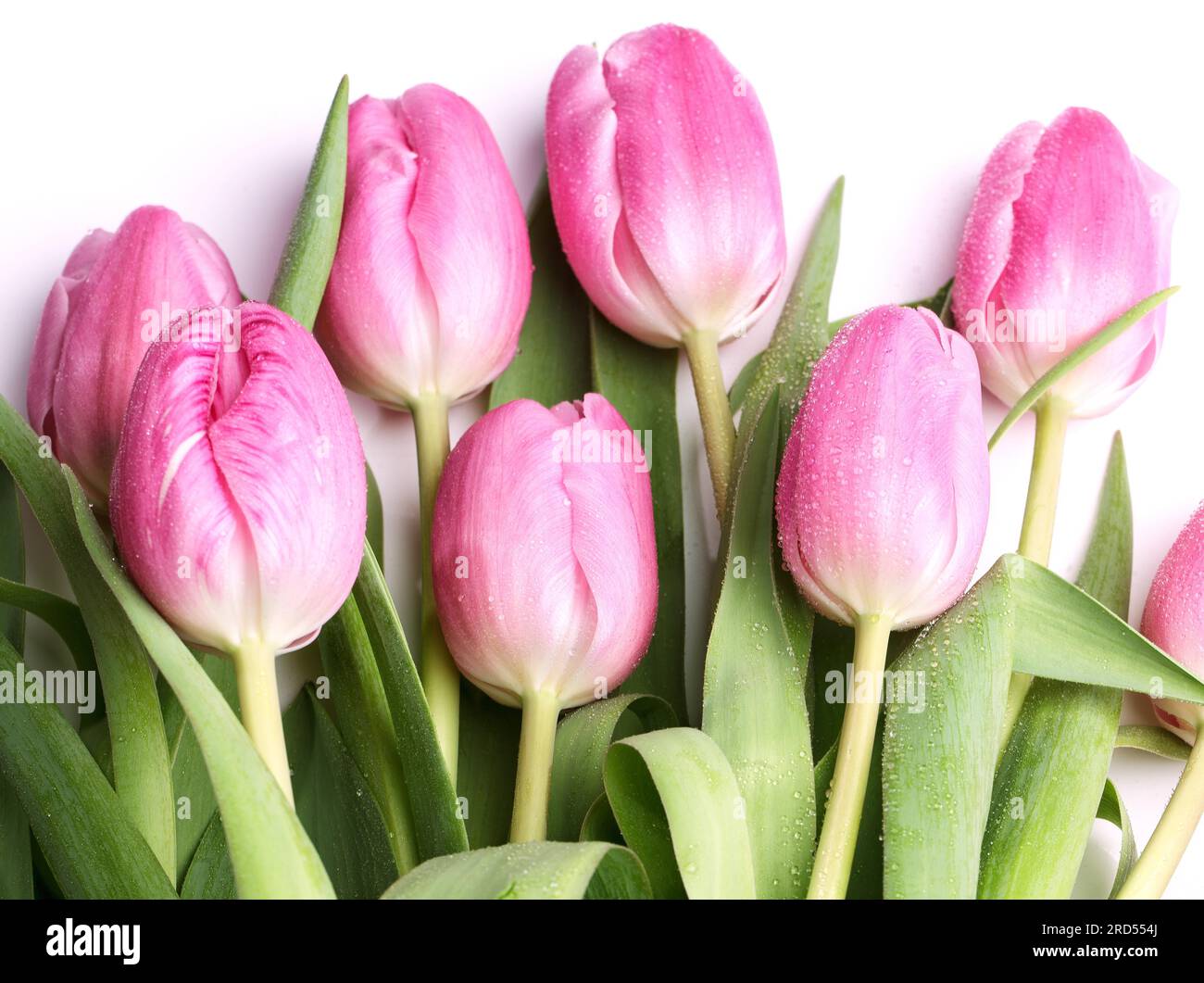 Bouquet of Pink Tulips with Water Drops Stock Photo - Alamy