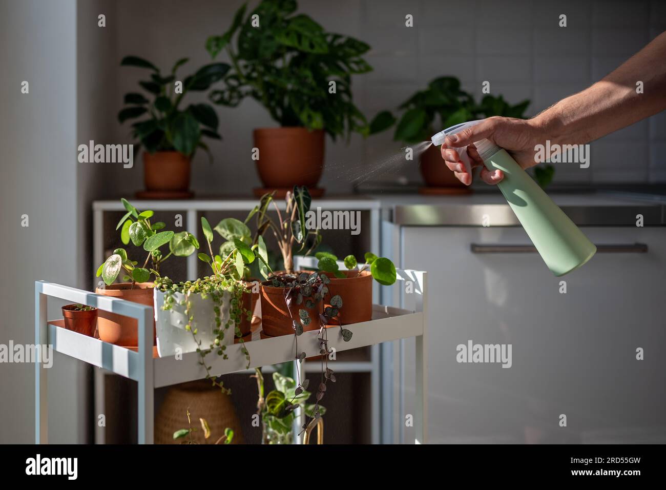 Man spraying sprouts of plant in terracotta pot. Greenery at home, indoor gardening. Plant lovers Stock Photo