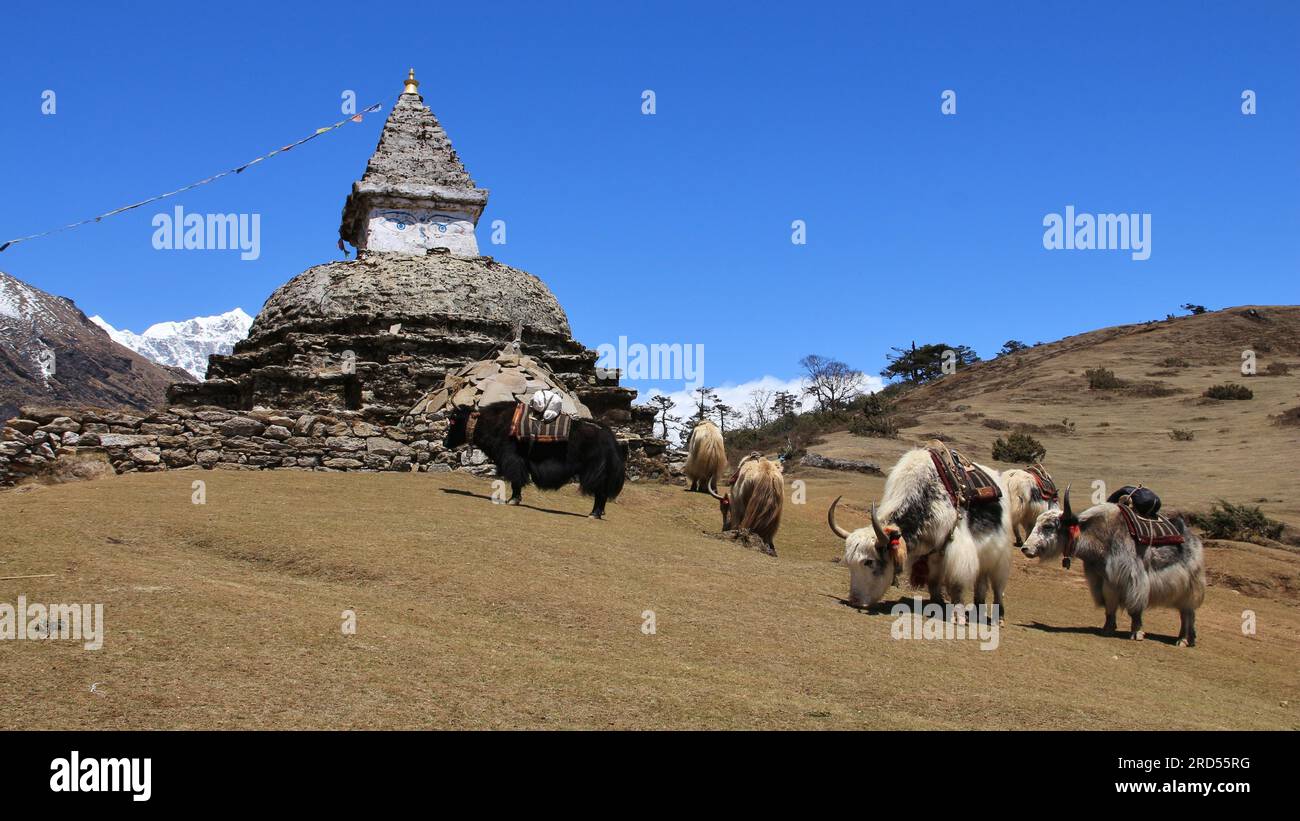 Scene near Namche Bazar, Everest National Park. Yak herd and stupa Stock Photo