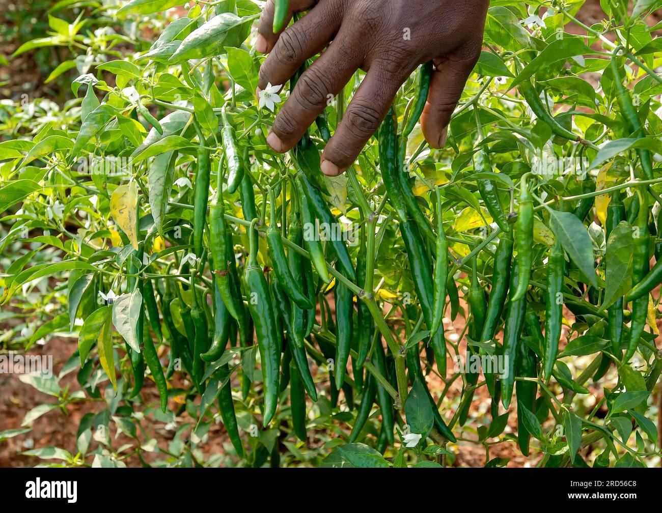 Spices Green Chilli (Capsicum frutescens) field in Oddanchatram