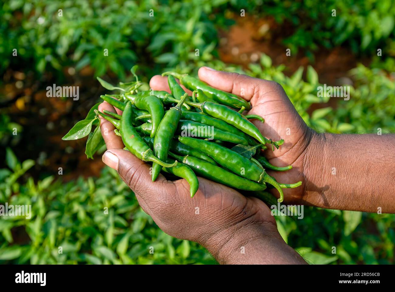 Spices Harvested Green Chilli (Capsicum frutescens) in Oddanchatram