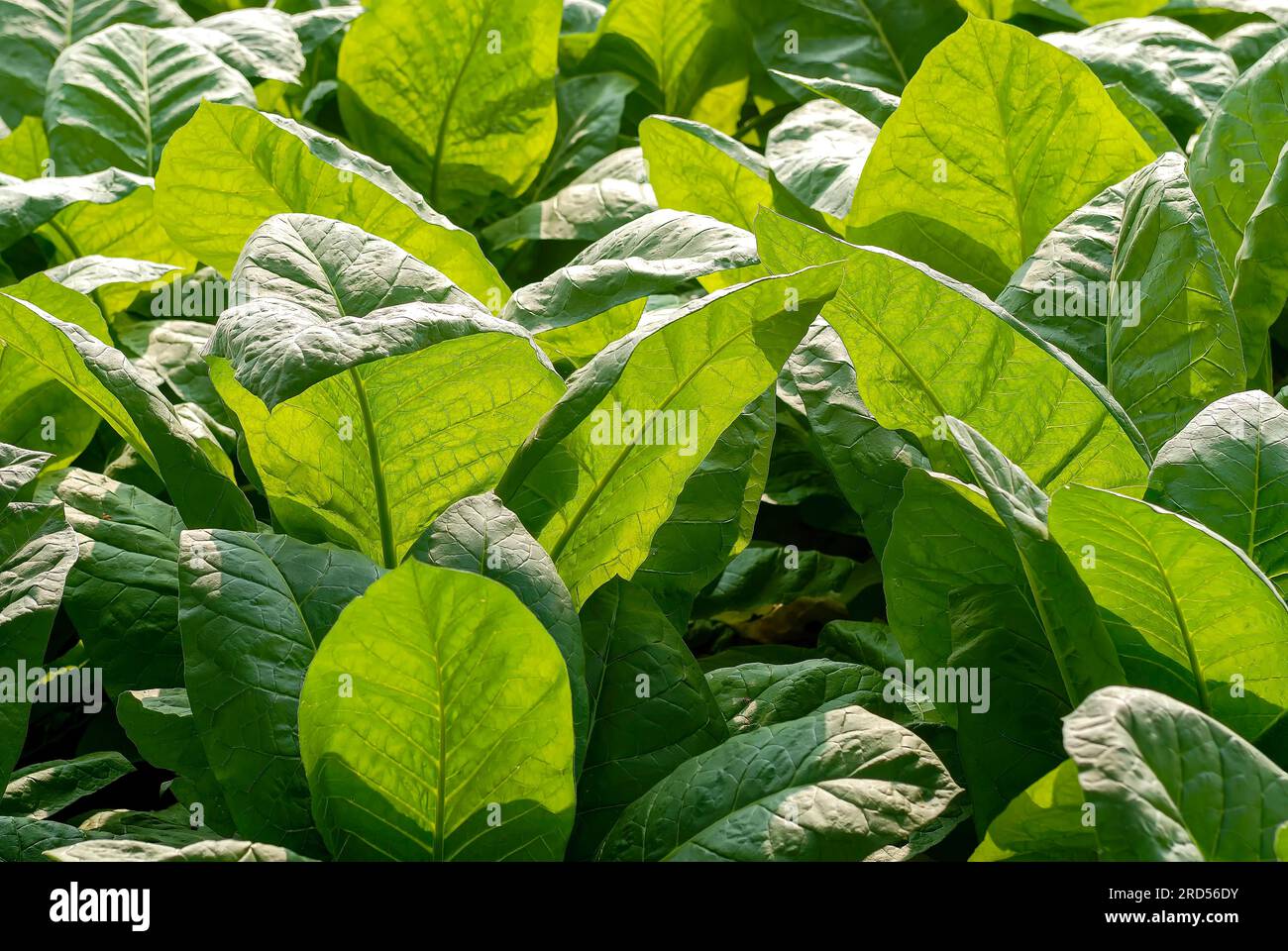 Tobacco (Nicotiana tabacum) cultivated plants in Oddanchatram