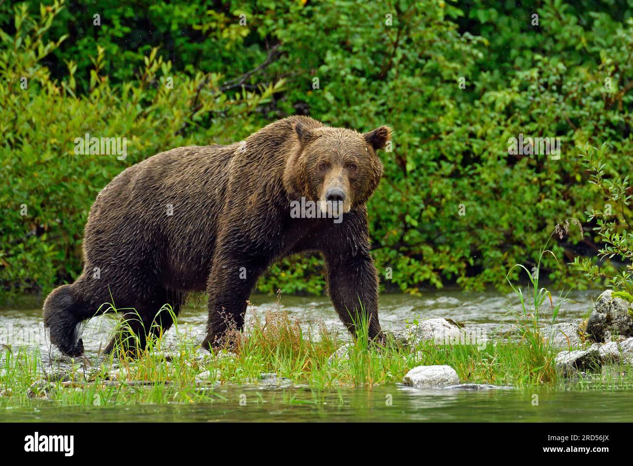 Brown bear Ursus arctos striding - Brown Bear Ursus Arctos Striding Along The Shore Lake Clarke National Park Alaska Usa 2RD56JX 