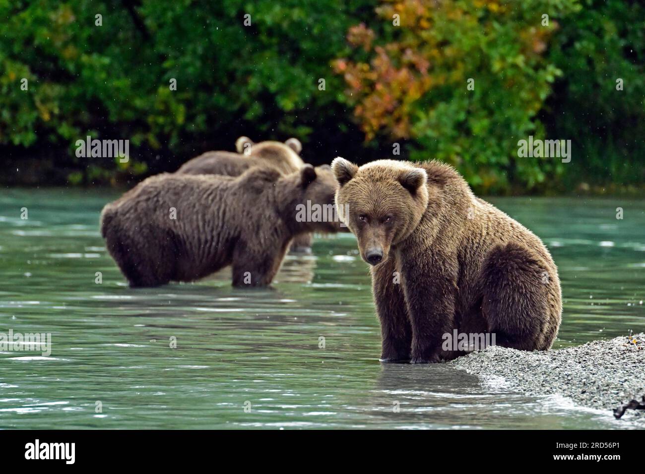Brown bear Ursus arctos sitting - Brown Bear Ursus Arctos Sitting On The Shore While Its Siblings Search For Salmon In The Water Lake Clarke National Park Alaska Usa 2RD56P1 