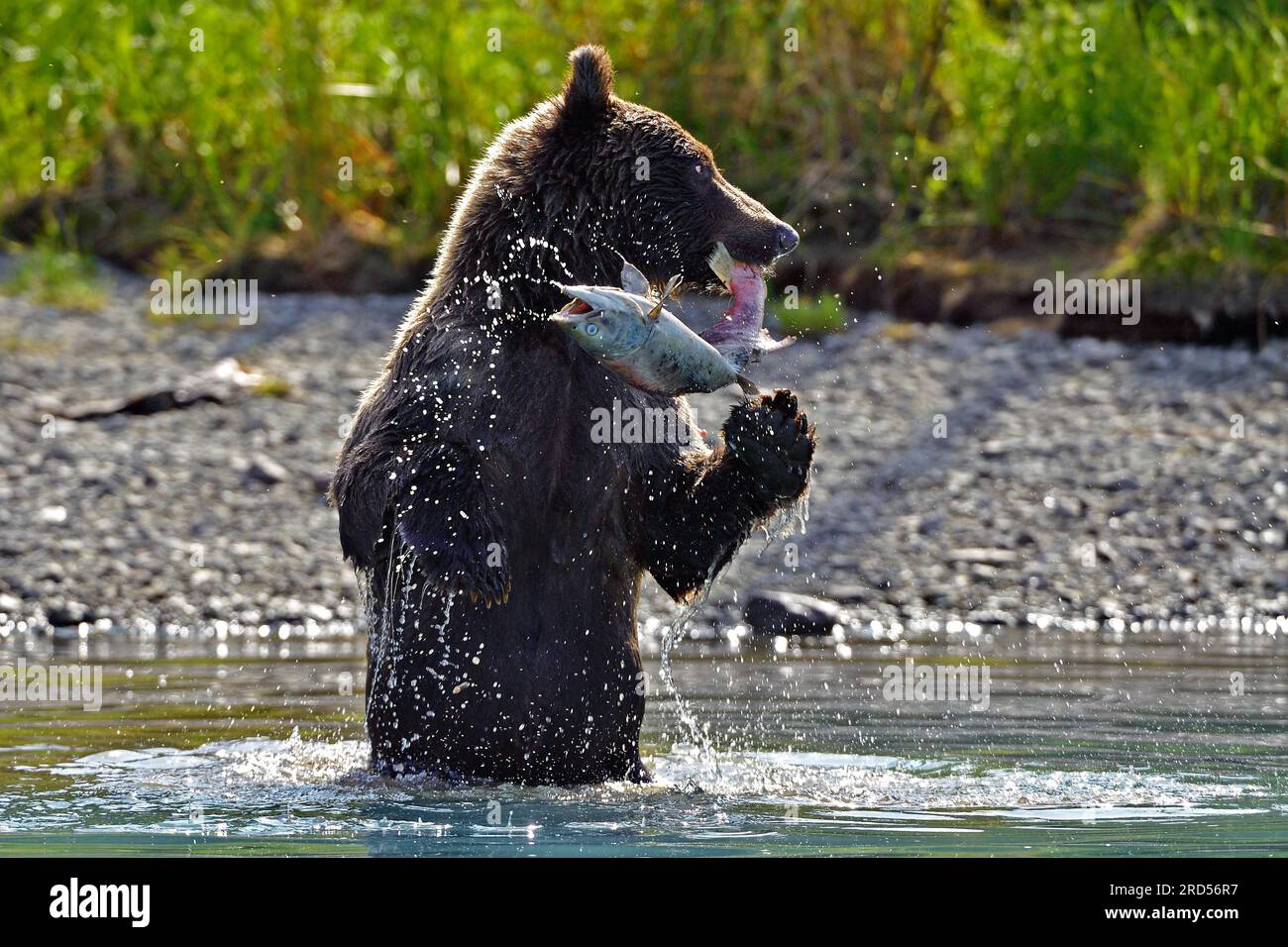 Brown bear Ursus arctos standing - Brown Bear Ursus Arctos Standing On Its Hind Legs In The Water With A Freshly Caught Salmon In Its Mouth Lake Clarke National Park Alaska Usa 2RD56R7 