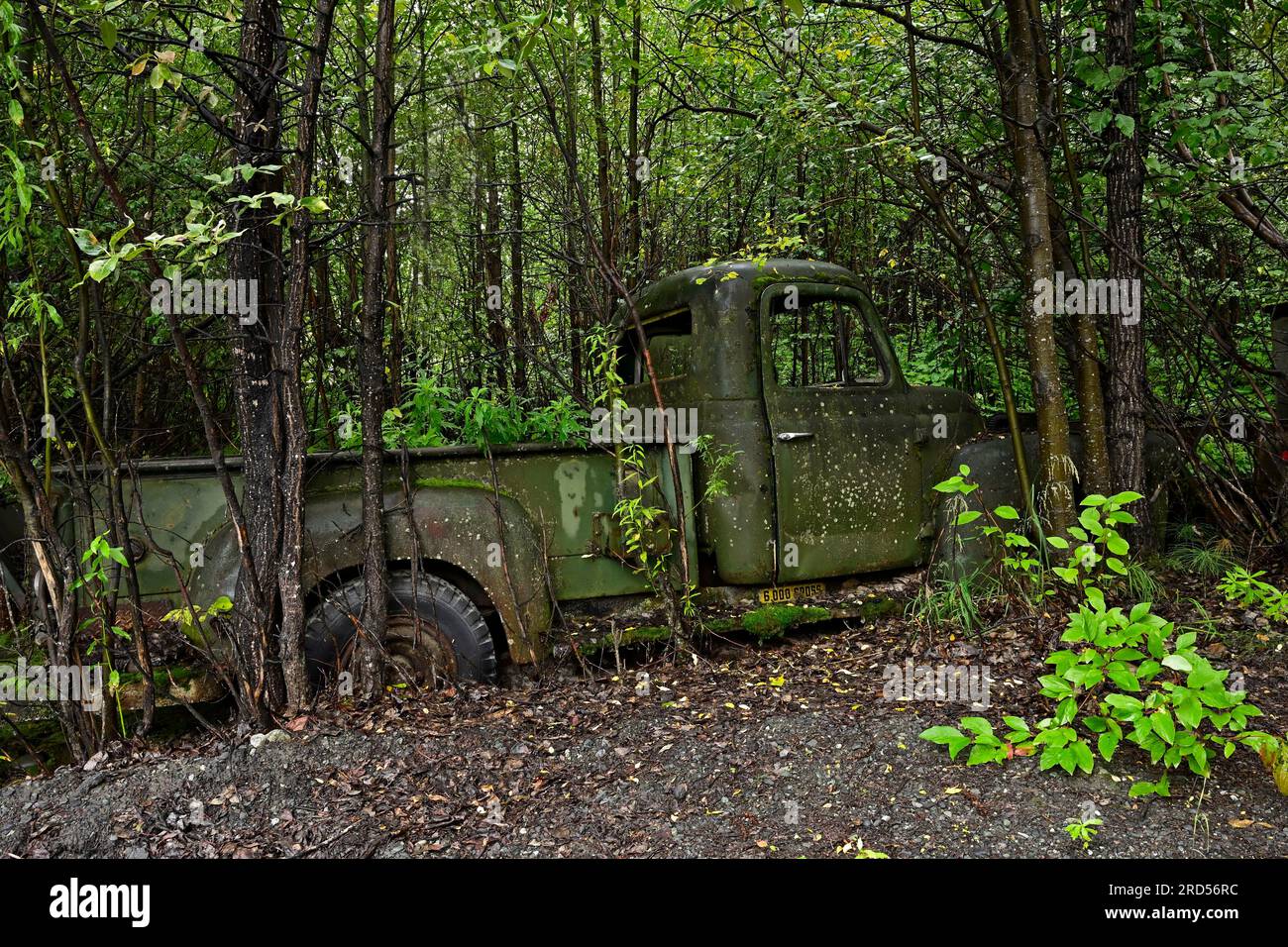 Old car overgrown by plants hi-res stock photography and images - Alamy