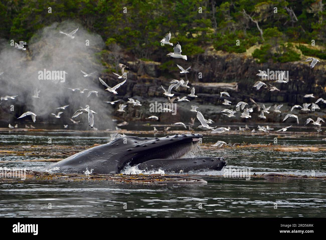 Humpback whale (Megaptera novaeangliae) swims through the sea with its mouth open and eats krill Stock Photo