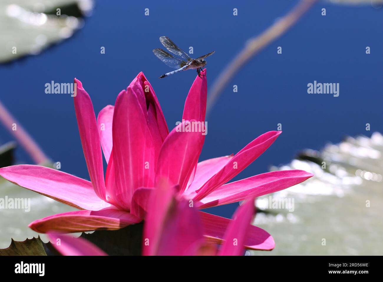 Medium close-up shot of a dragonfly on tip of pink waterlily petal in a garden pond. Shallow depth of field Stock Photo