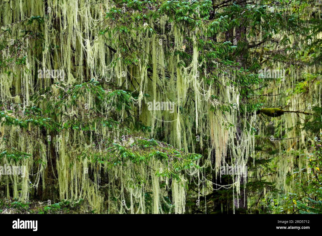 Lichen (Alectoria sarmentosa) in temperate rainforest, Vancouver Island, British Columbia, Canada Stock Photo