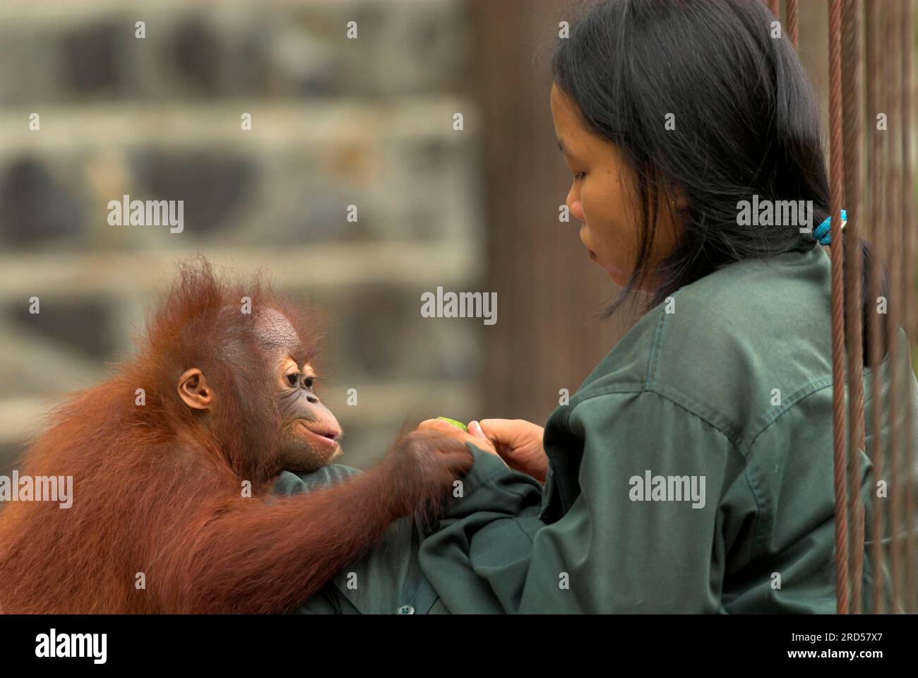 Animal keeper with Bornean orangutan young, orphan orangutan rehabilitation centre, Samboja-Lestari, Borneo (Pongo pygmaeus pygmaeus), Indonesia Stock Photo