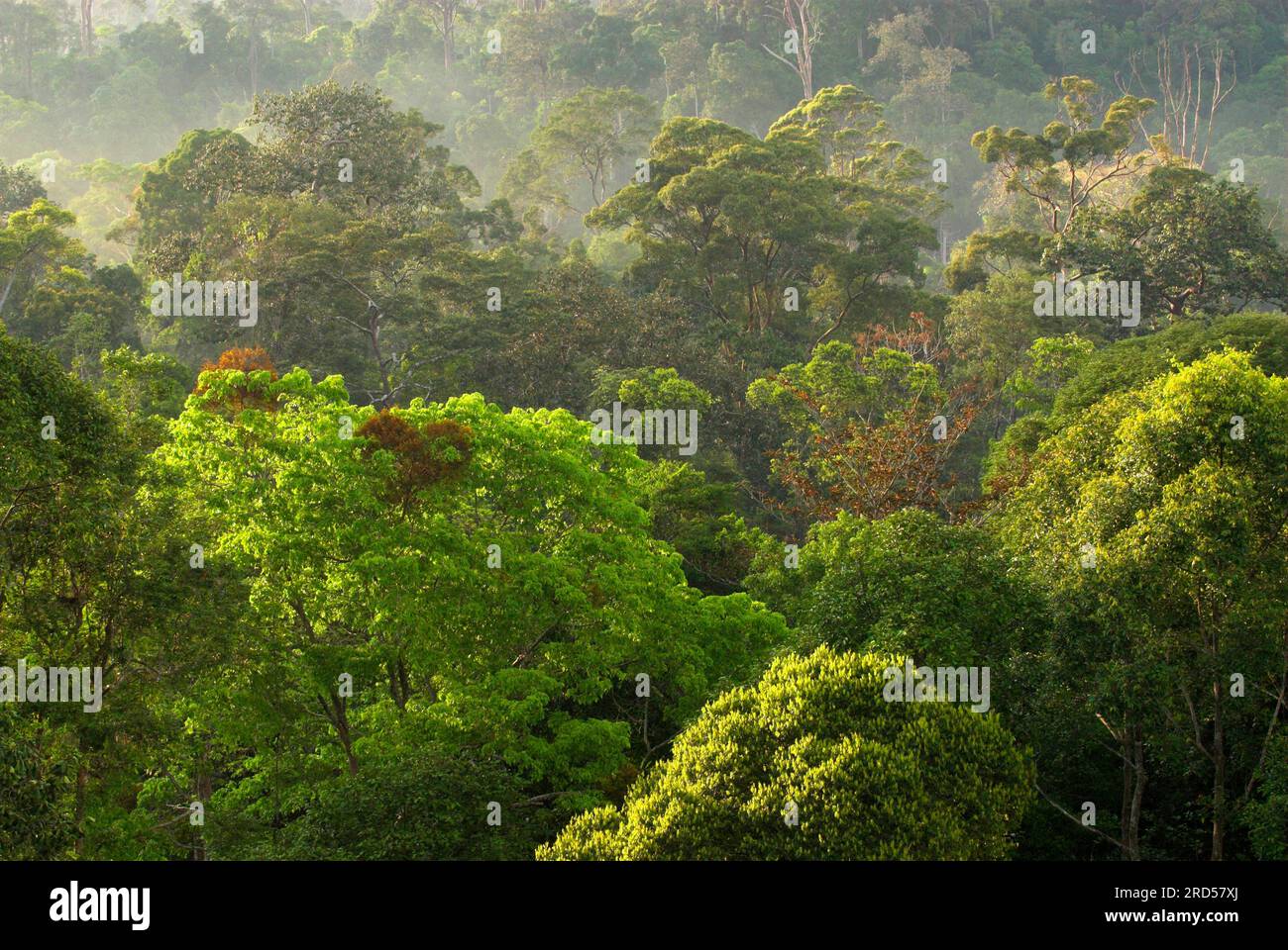 Treetops, Rainforest, Bukit Bankirai, Kalimantan, Borneo, Indonesia Stock Photo