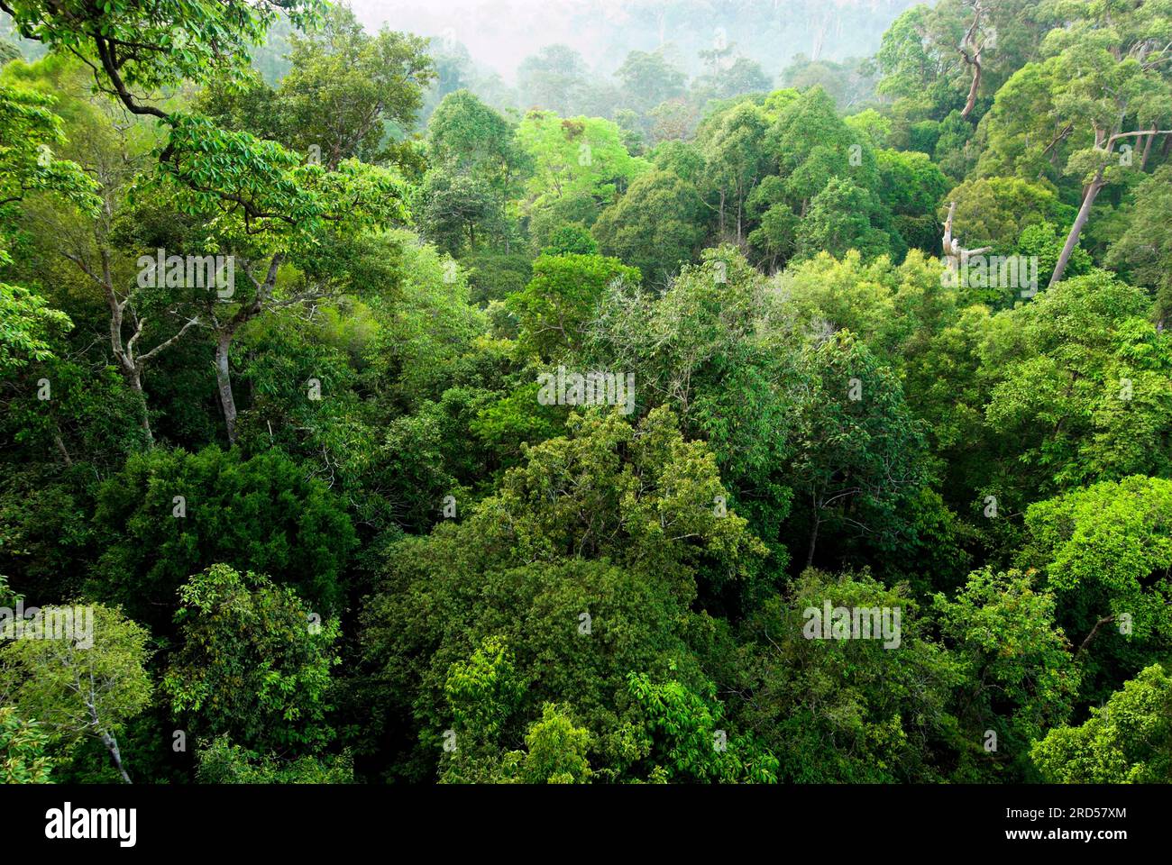 Treetops, Rainforest, Bukit Bankirai, Kalimantan, Borneo, Indonesia Stock Photo