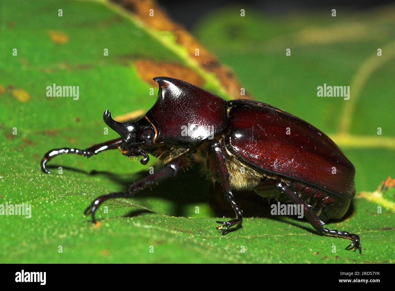 (Oryctes rhinoceros), palm rhinoceros beetle, Indian rhinoceros beetle ...