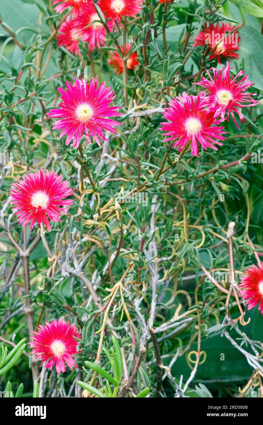 Ice plant (Lampranthus roseus), ice flower, ice plant family (Aizoaceae), ice weed family Stock Photo
