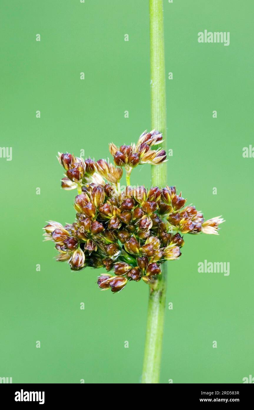 Soft rush (Juncus effusus), North Rhine-Westphalia, rush family, Juncaceae, Germany Stock Photo