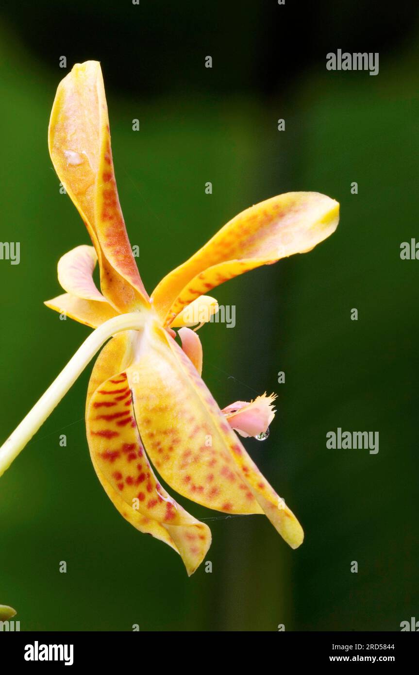 Orchid (Odontoglossum) Stock Photo