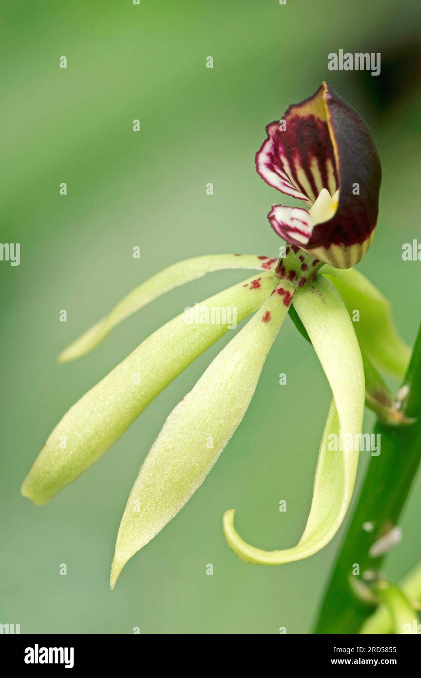 Orchid (Epidendrum Green Hornet) (Encyclia Green Hornet), hybrid of (Encyclia cochleatum x Encyclia lancifolium) Stock Photo