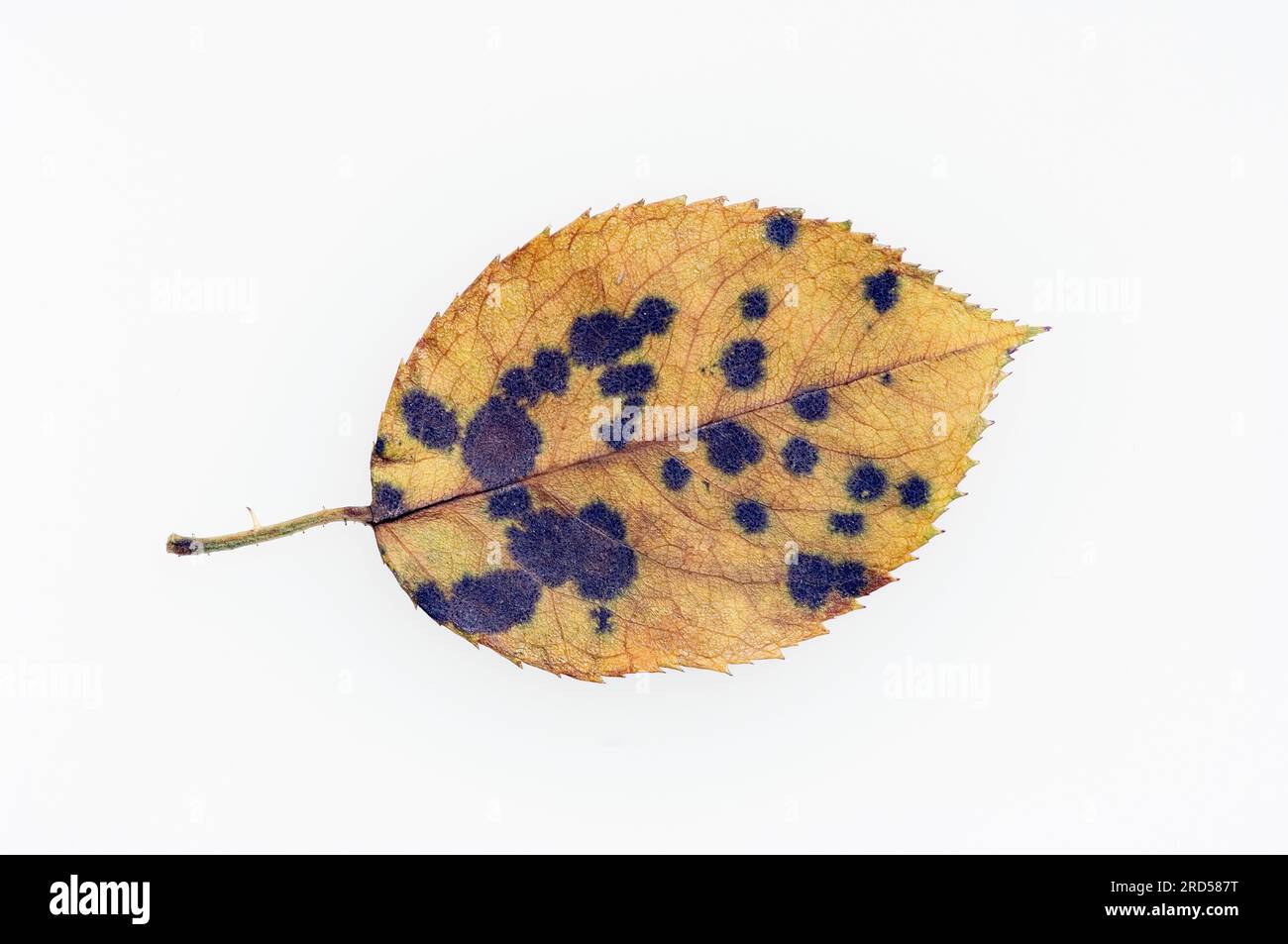 Star rust on rose leaf (Actinonema rosae) (Asteroma rosae) (Marssonina rosae), fungal disease, fungal infection, fungal infection, plant disease Stock Photo