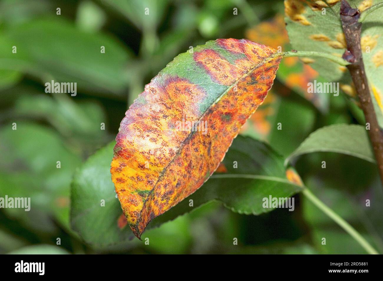 Pear lattice rust (Gymnosporangium sabinae) on pear leaf, fungal disease, fungal infection, plant disease, plant diseases Stock Photo