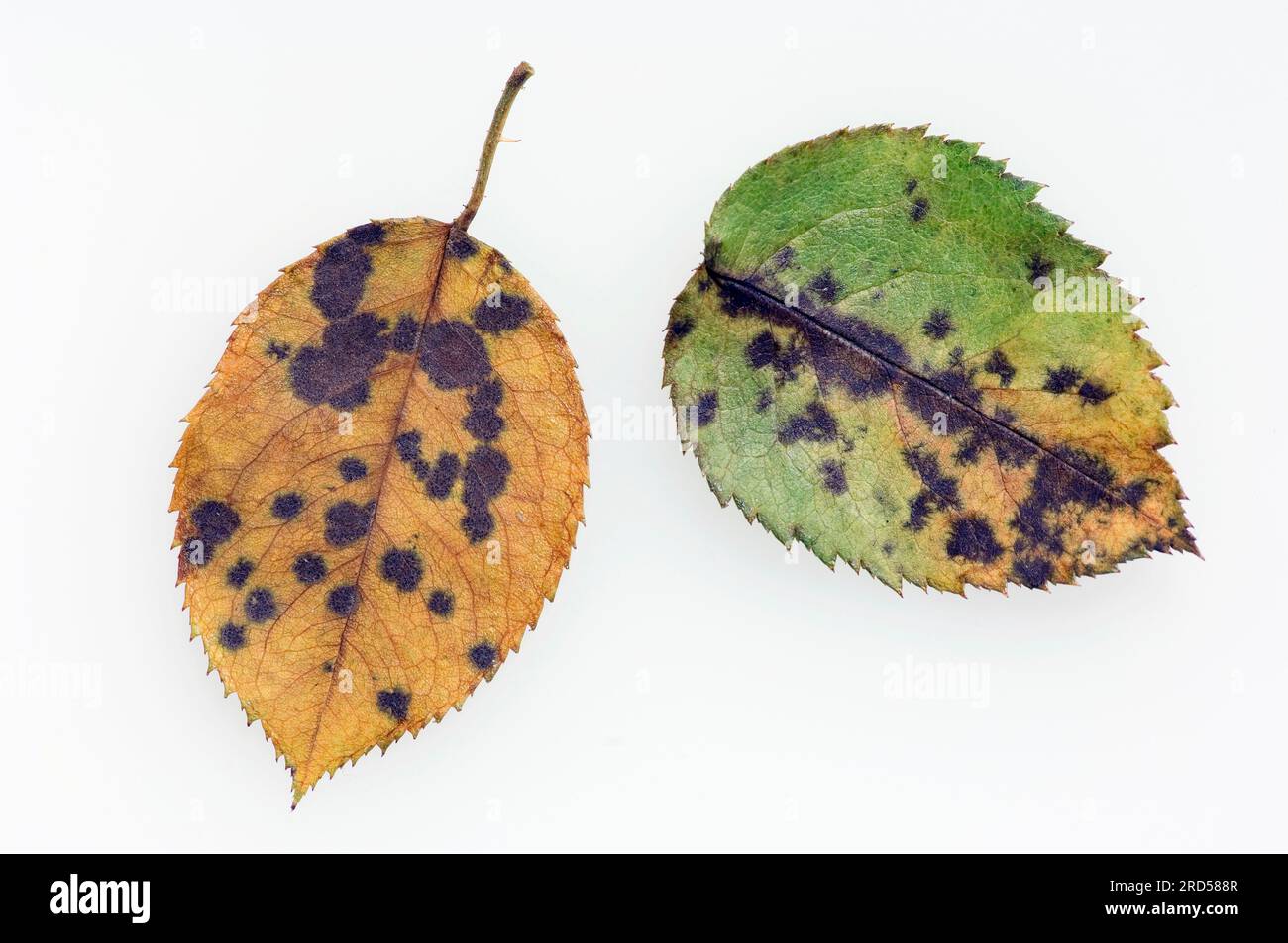 Rose Black Spot on rose leaves (Diplocarpon rosae) (Actinonema rosae) (Asteroma rosae) (Marssonina rosae), fungal disease Stock Photo
