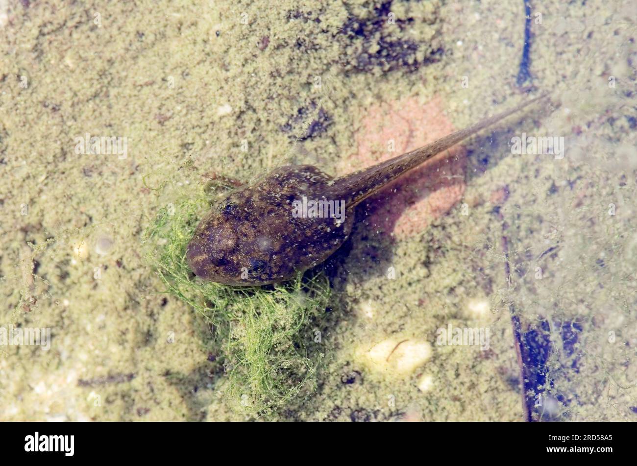 Water frog, tadpole, North RhineWestphalia, green frog (Rana esculenta
