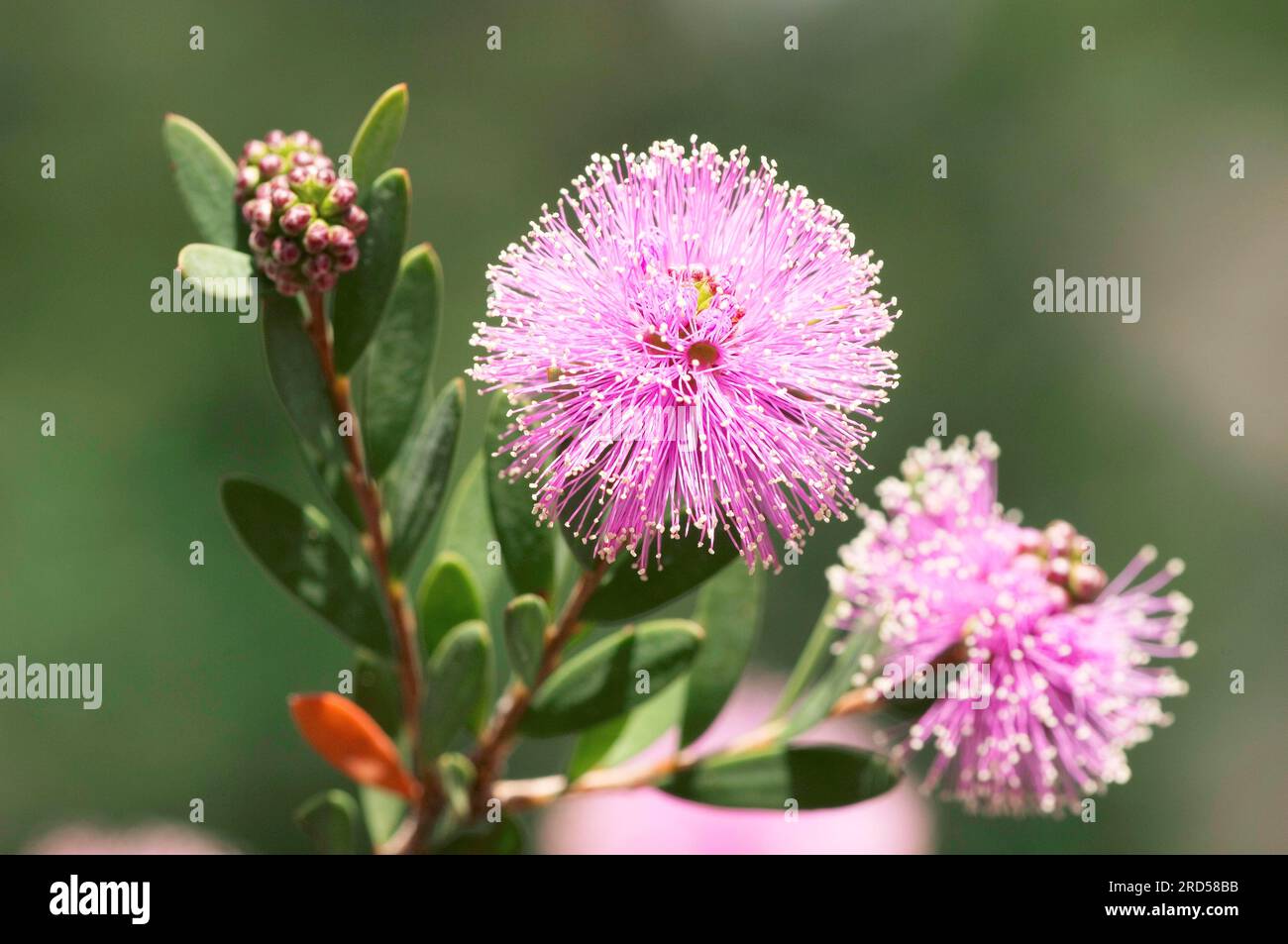 Showy Honey Myrtle (Melaleuca nesophila) Stock Photo