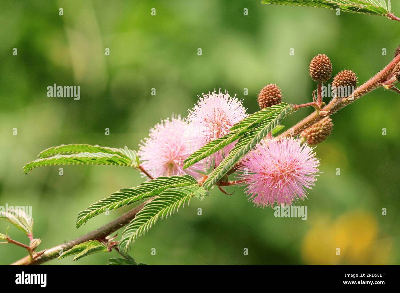 Sensitive plant (Mimosa polycarpa), Mimosaceae, Mimosa Stock Photo