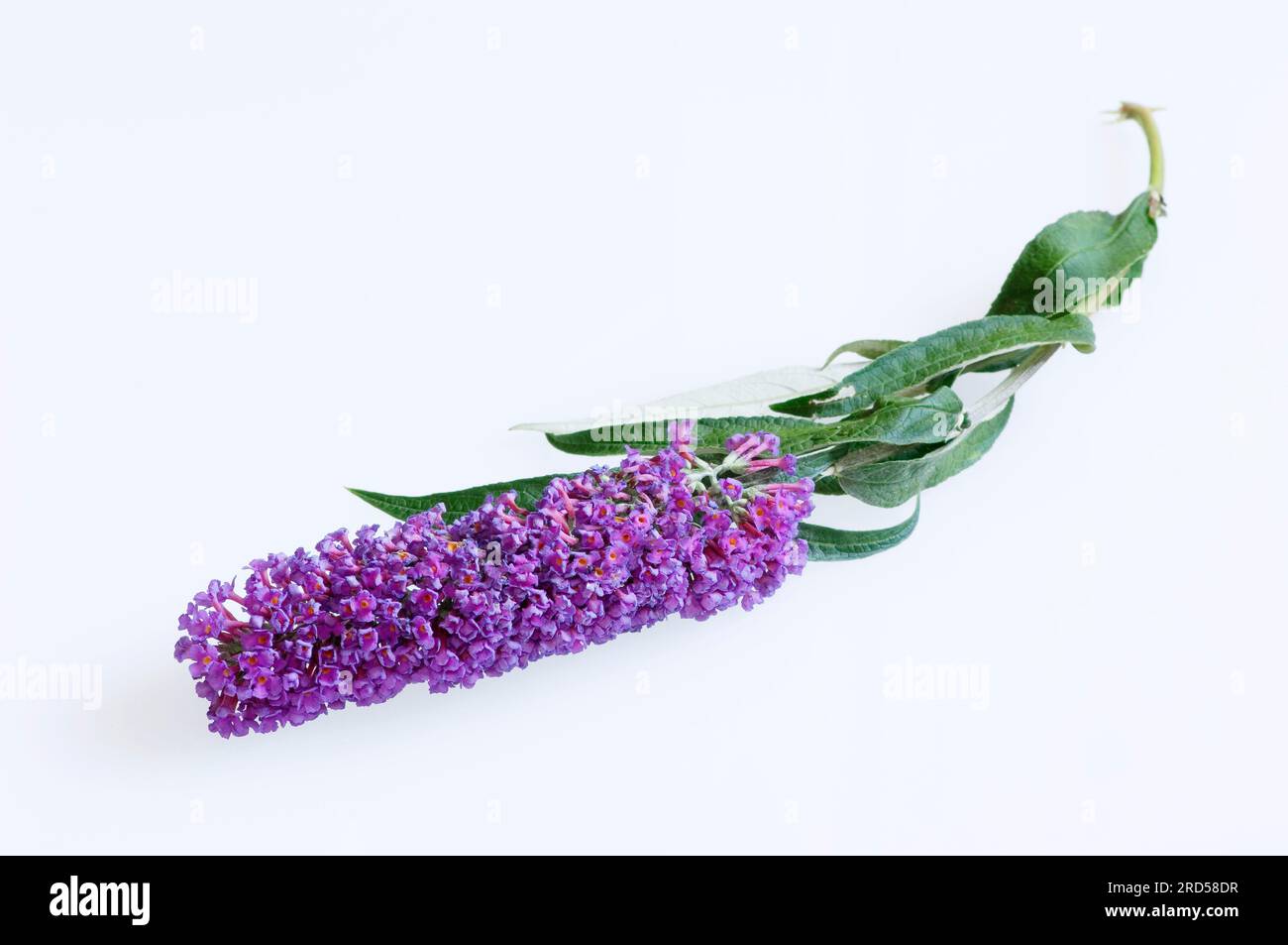 Butterfly bush (Buddleja davidi Stock Photo - Alamy