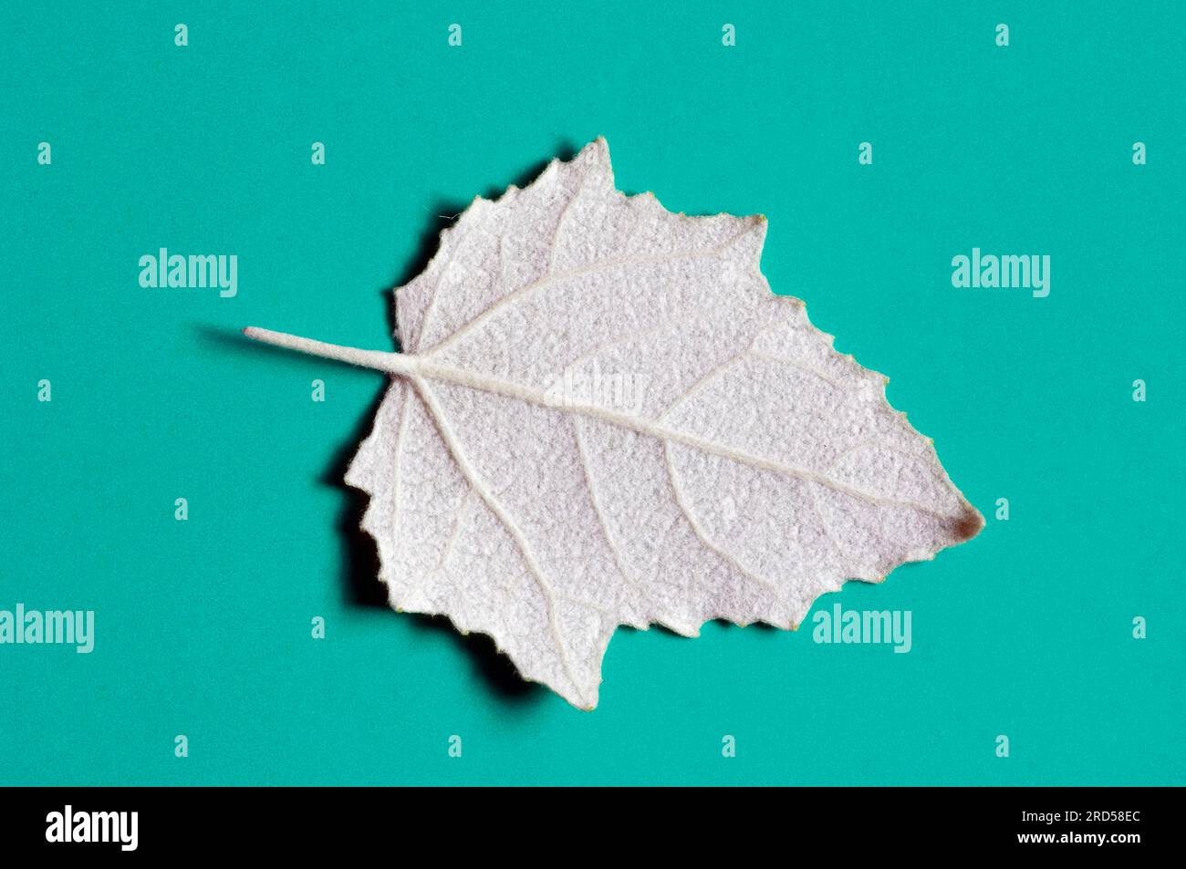 White Poplar, leaf, Silver Poplar (Populus alba) Stock Photo