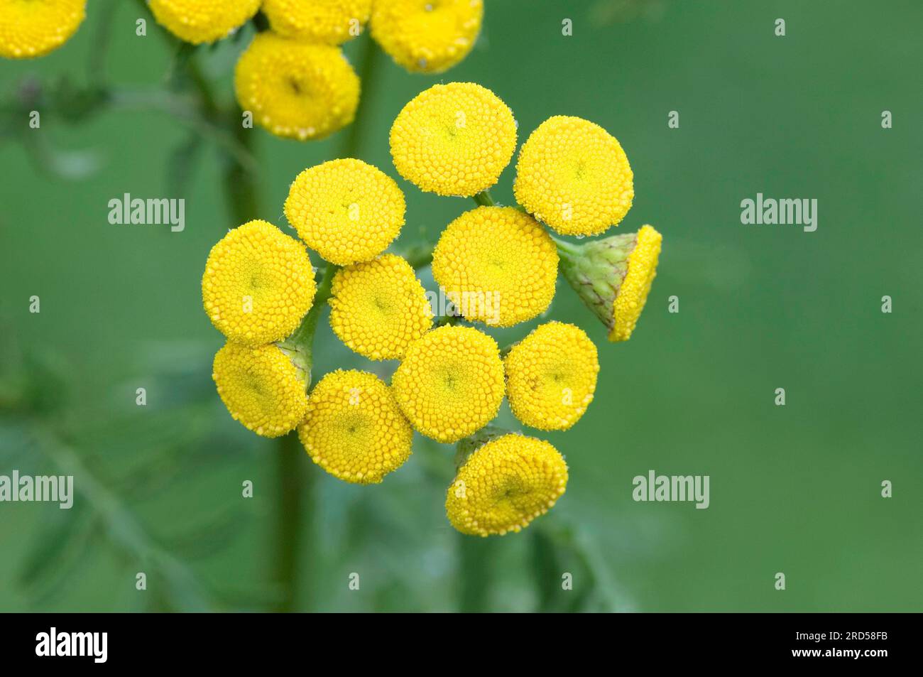 Tansy (Tanacetum vulgare), North Rhine-Westphalia, Germany Stock Photo