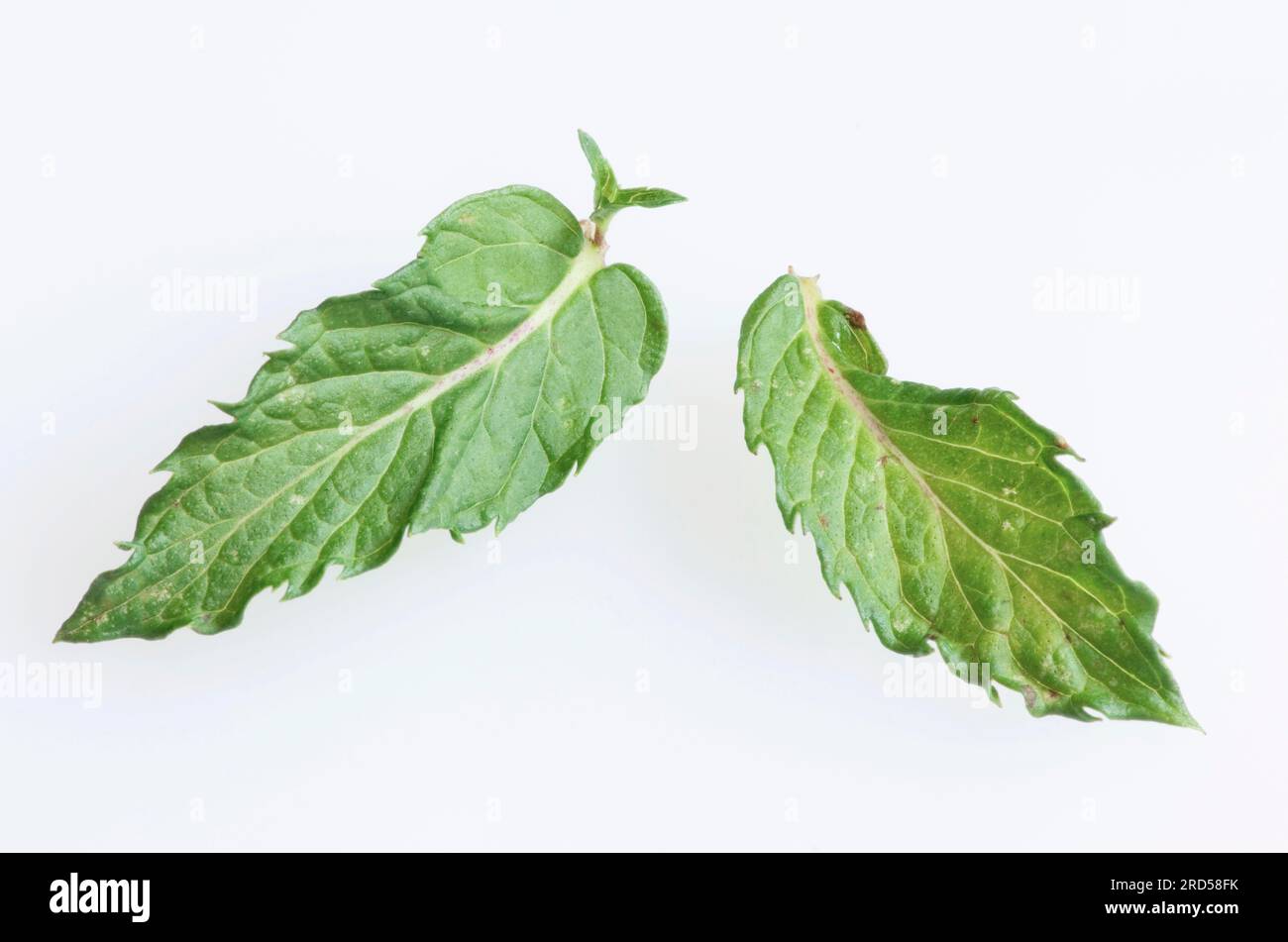 Curly Mint (Mentha spicata var. crispa), leaves, Spearmint Stock Photo