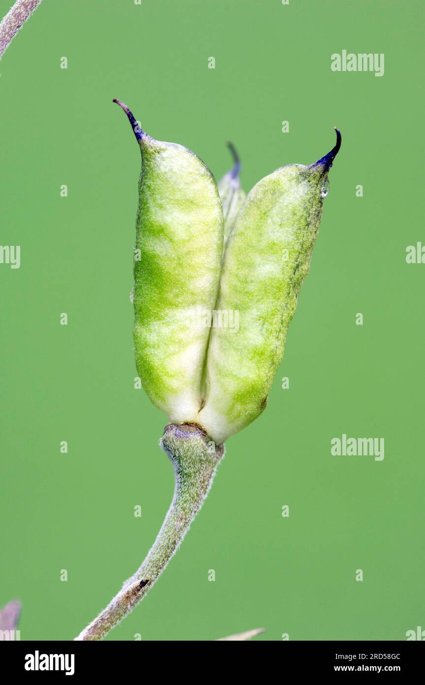 Monkshood (Aconitum napellus), seedhead Stock Photo