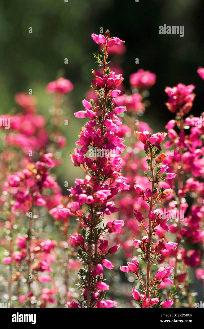 Dorset Heath (Erica ciliaris) Stock Photo