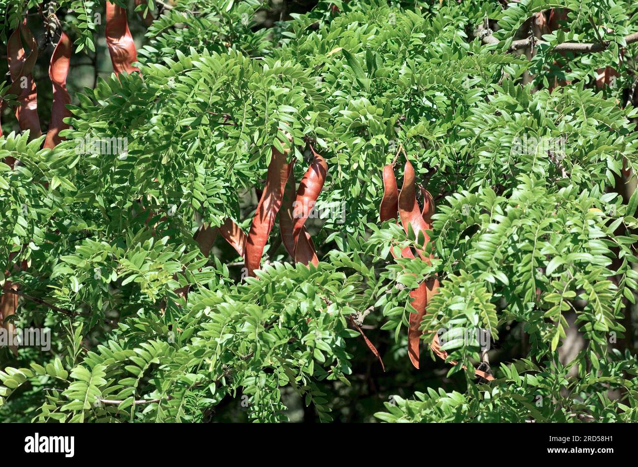 Honey Locust (Gleditsia triacanthos), Leather pod tree, False Christ thorn, Carob family, Caesalpiniaceae Stock Photo