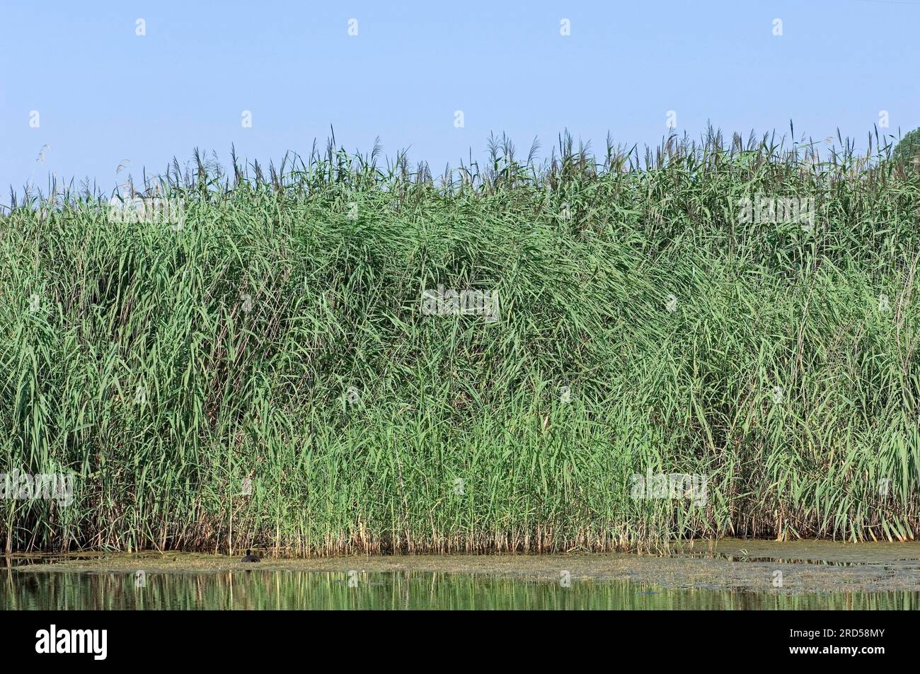Common Reed (Phragmites communis) North Rhine-Westphalia, Germany Stock Photo