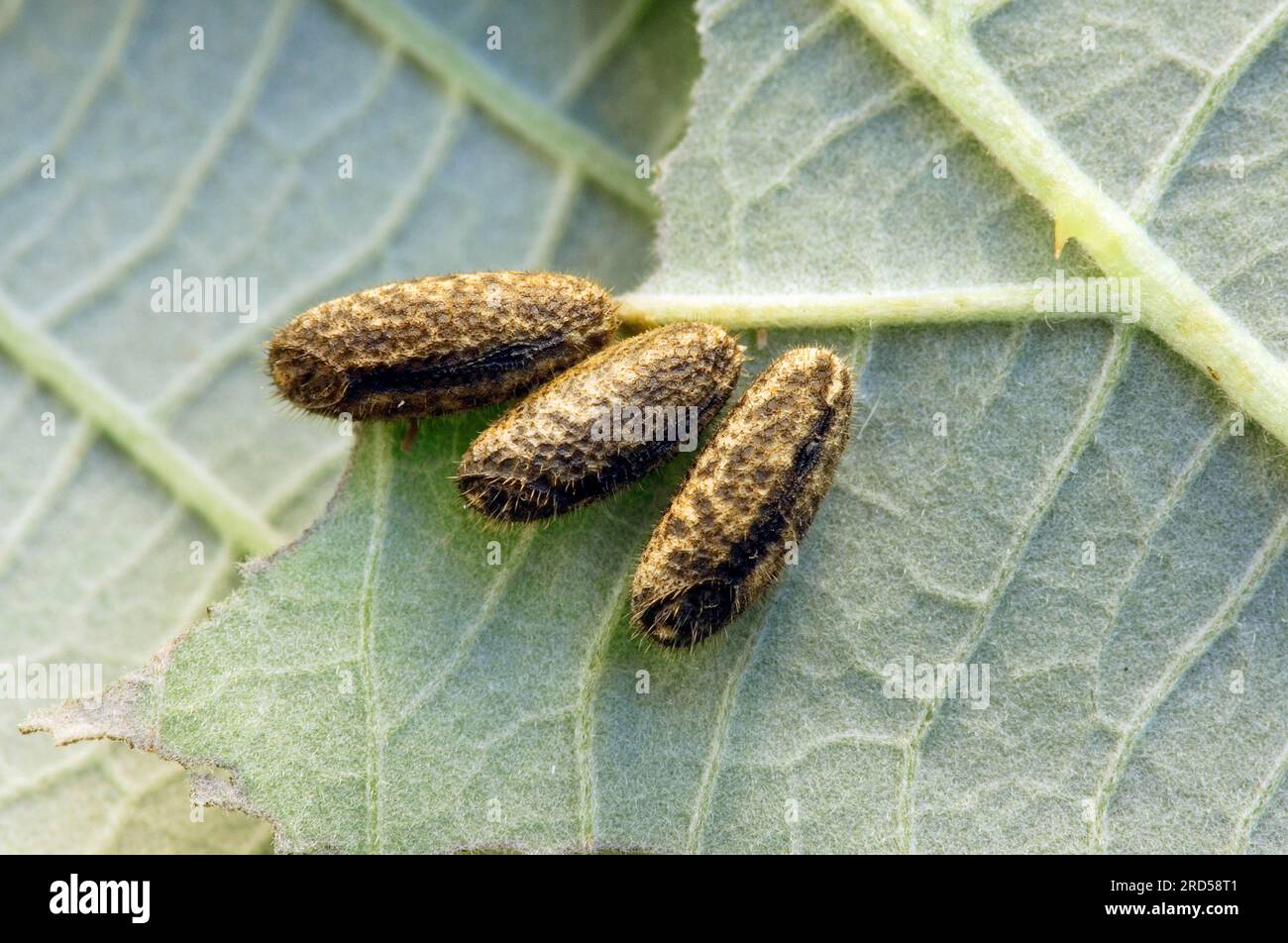 Pink Winged Stick Insect (Sipyloidea sipylus), eggs Stock Photo Alamy