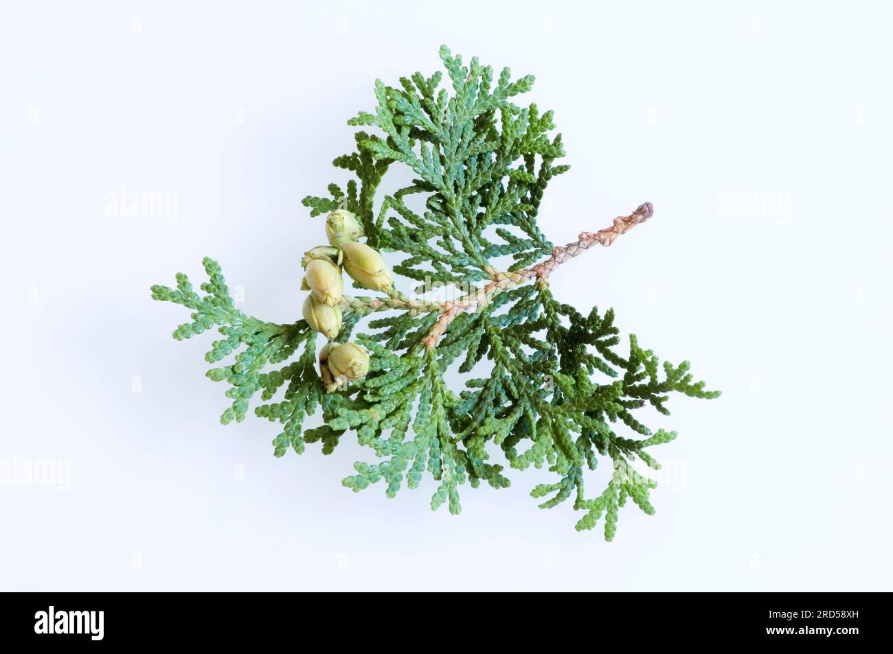 Arborvitae (Thuja occidentalis), branch with cones, common Thuja Stock Photo