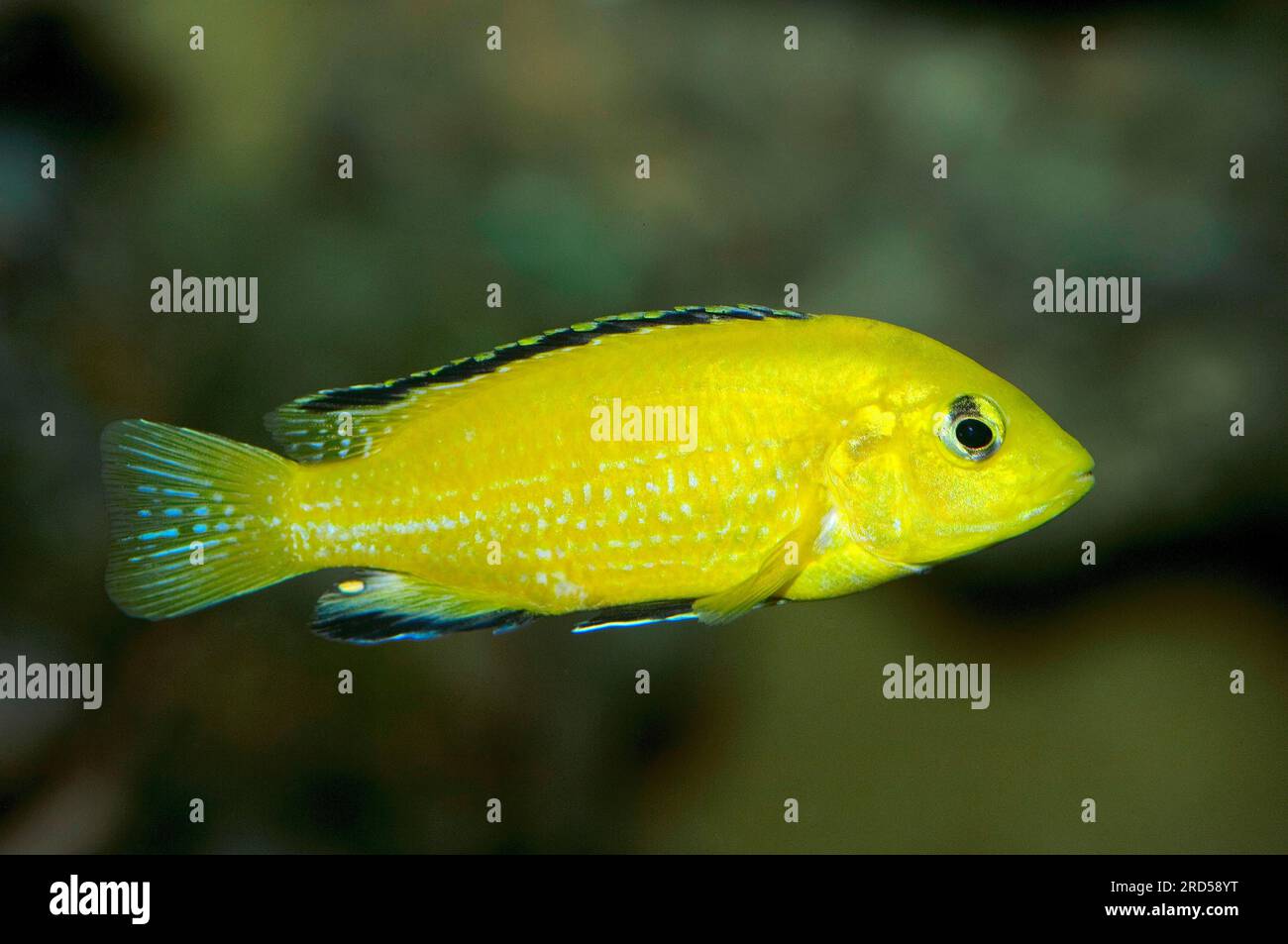 Electric Yellow Cichlid (Labidochromis caeruleus), Electric Yellow Labido, Electric Yellow Lab, Yellow, side Stock Photo