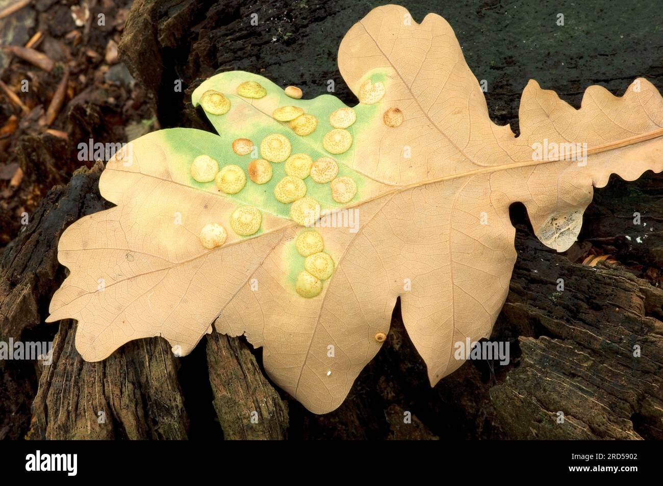 Galls of the oak lentil gall wasp on oak leaf, North Rhine-Westphalia (Neuroterus quercusbaccarum), lentil gall, Germany Stock Photo