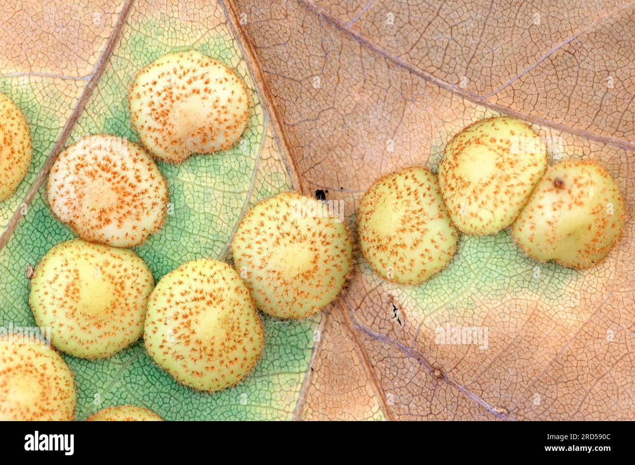 Galls of the oak lentil gall wasp on oak leaf, North Rhine-Westphalia (Neuroterus quercusbaccarum), lentil gall, Germany Stock Photo
