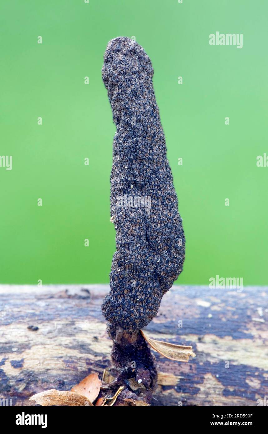 Deadman's finger, dead man's fingers (Xylaria polymorpha), Germany ...