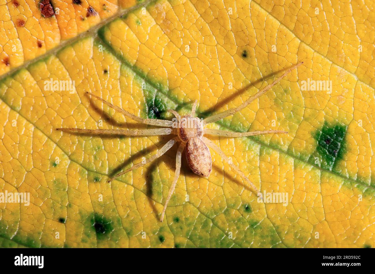 Wandering crab spider (Philodromus aureolus), female, North RhineWestphalia, goldcoloured