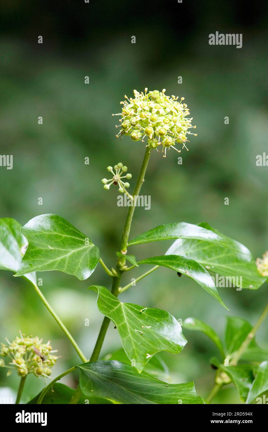 Common ivy (Hedera helix), inflorescence, North Rhine-Westphalia, Germany  Stock Photo - Alamy