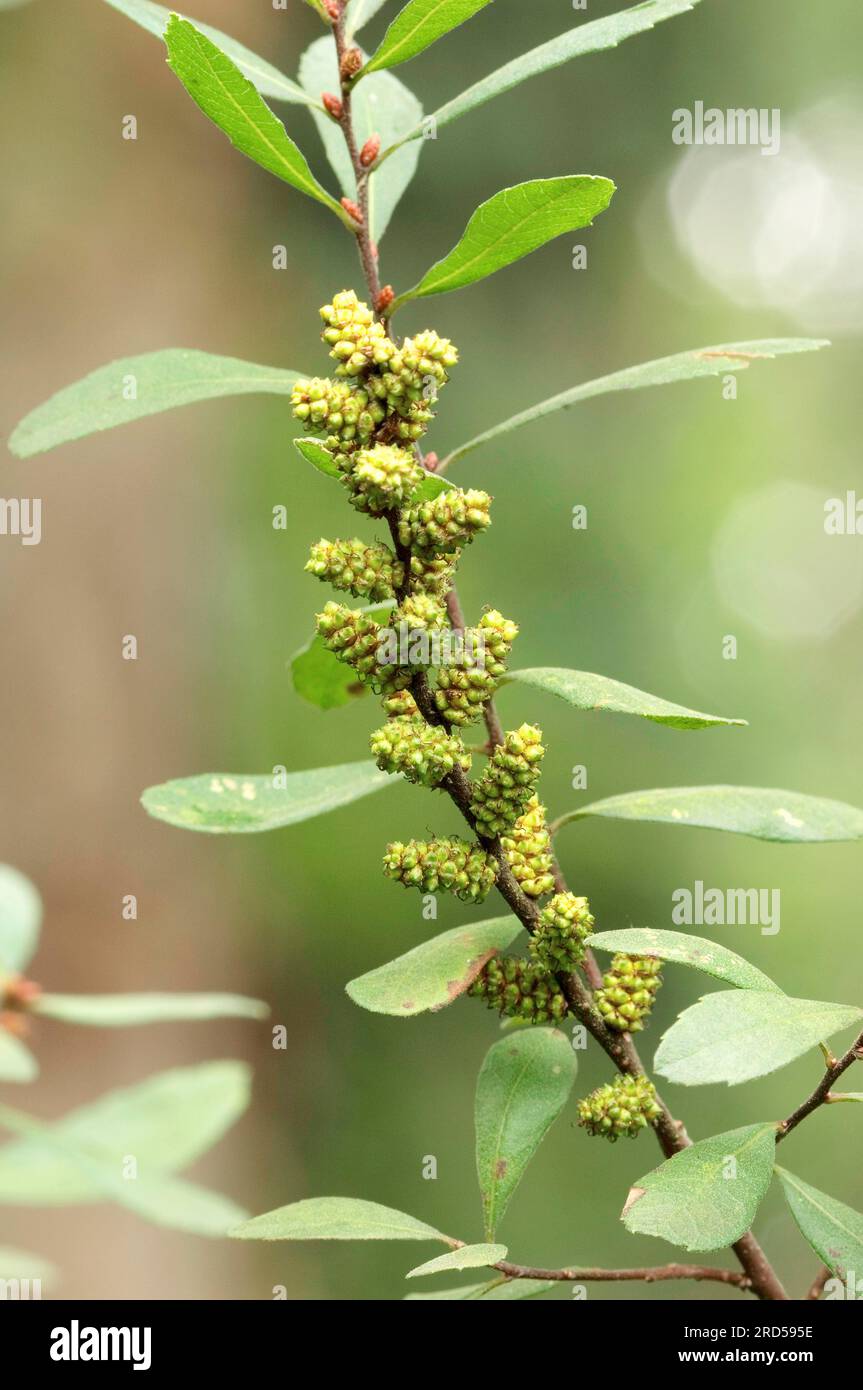 Bog myrtle (Myrica gale), buds, North Rhine-Westphalia, bog myrtle, Myricaceae, Germany Stock Photo