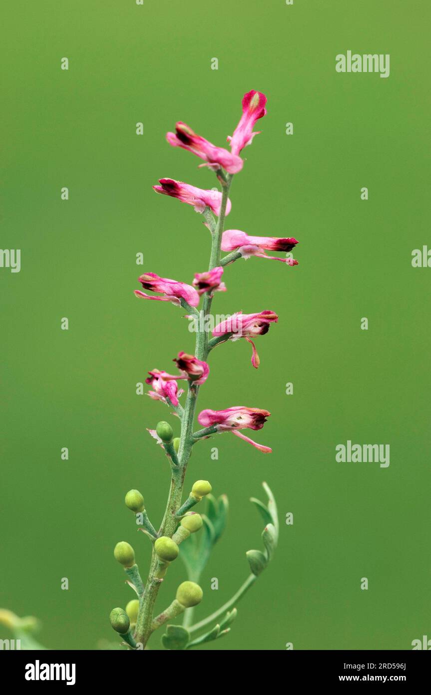 Common Fumitory (Fumaria officinalis), North Rhine-Westphalia, Germany, Earth Smoke Stock Photo