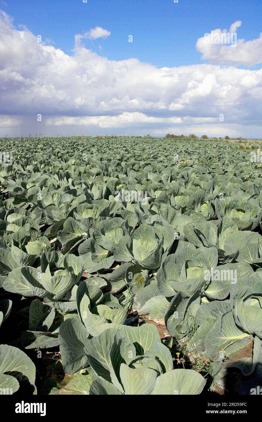 Cavolo Nero Kale (Brassica Oleracea Var. Sabellica 'Cavolo Nero') In Reno Sparks Lake Tahoe Carson City Nevada NV At Moana Nursery - Foto 14