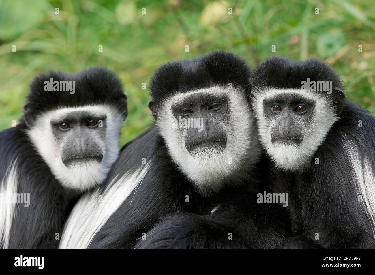 East African mantled guereza (Colobus guereza), white-shouldered stump monkey Stock Photo