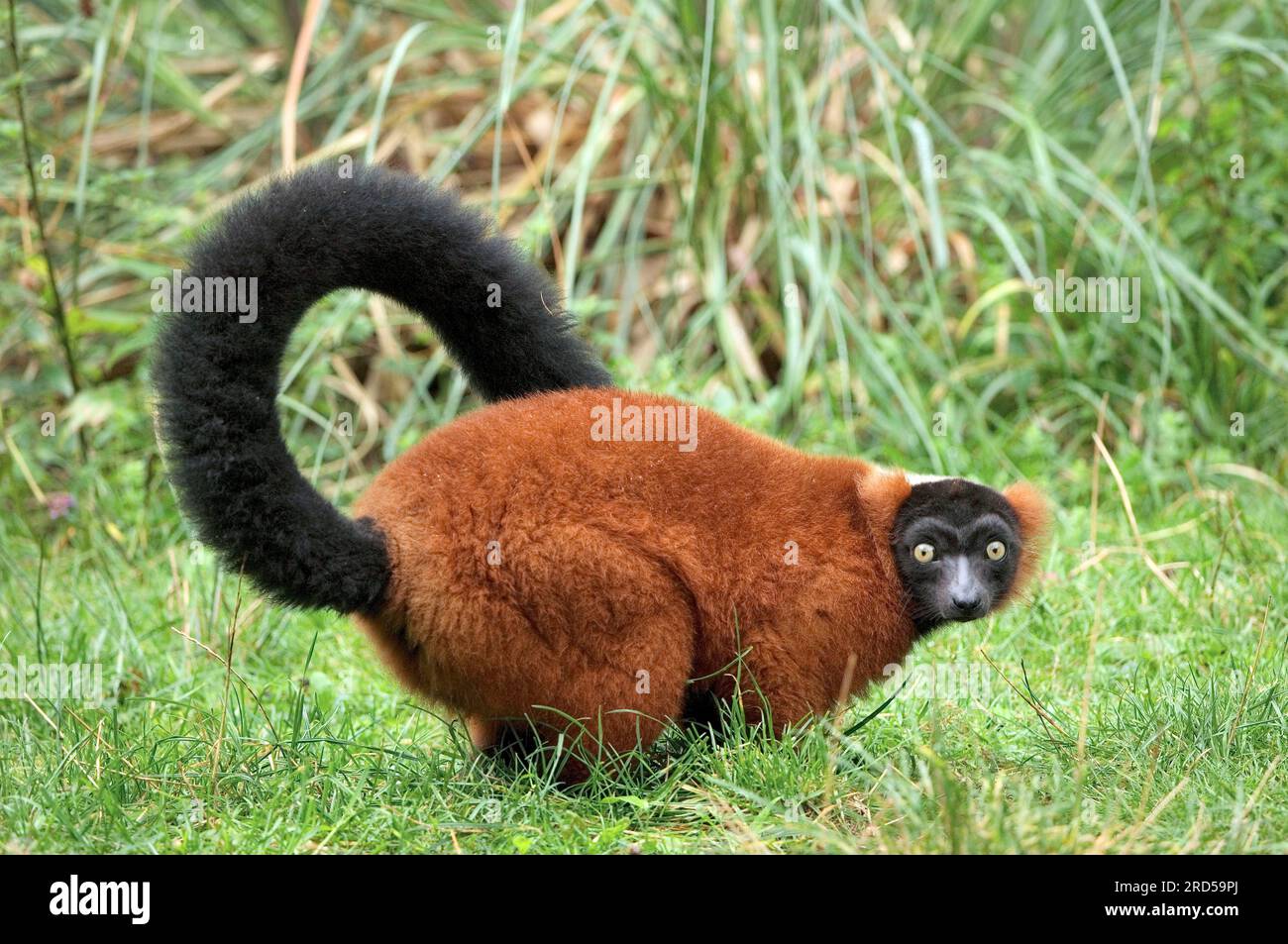 Red frilled lemur (Varecia variegata rubra Stock Photo - Alamy